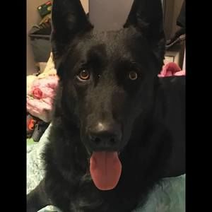 Meet your Posher, Bear